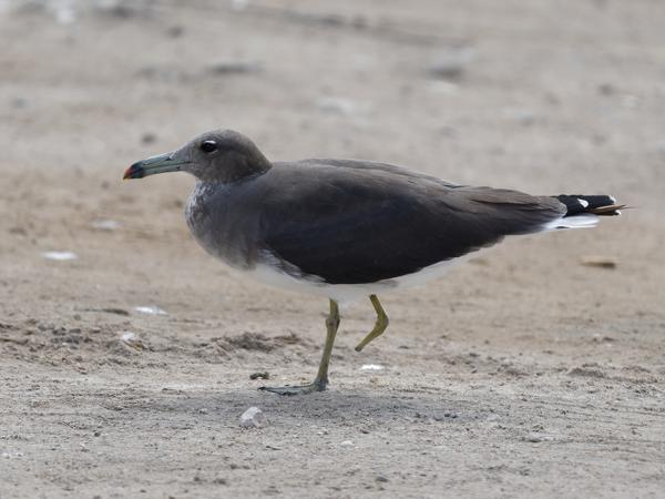 <h3><a href="/trips/oman/biota/animalia/chordata/aves/024 charadriiformes/017 laridae/ichthyaetus hemprichii/ichthyaetus hemprichii-nl.html">Ichthyaetus&nbsp;hemprichii</a> / Sooty&nbsp;gull / Hemprichs&nbsp;meeuw</h3>OM-1 Mark II met OLYMPUS M.150-400mm F4.5, 1/2000 sec  bij F4.5, ISO 320, afstand 13.7&nbsp;m